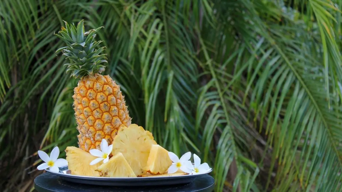 Comer abacaxi pode fortalecer sua imunidade