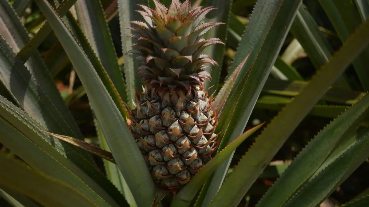 Abacaxi tem mais vitamina C do que muita gente imagina