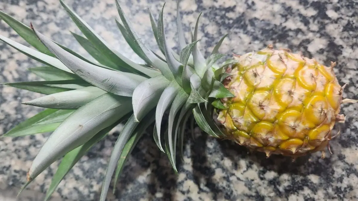 O que acontece no corpo ao comer abacaxi com frequência