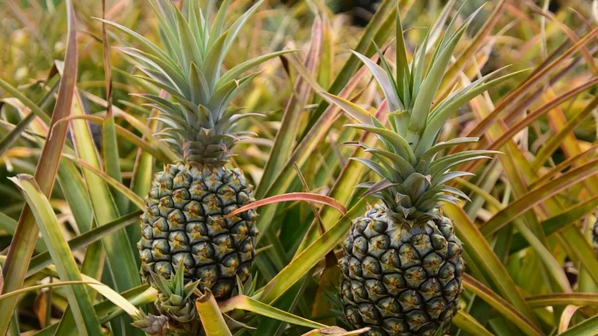 Nem todo mundo sabe, mas o abacaxi pode causar alergia