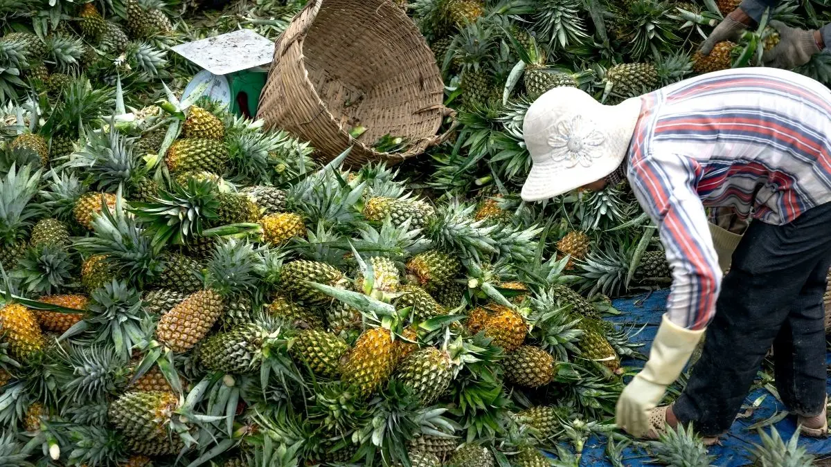 Abacaxi pode ser o segredo da digestão leve