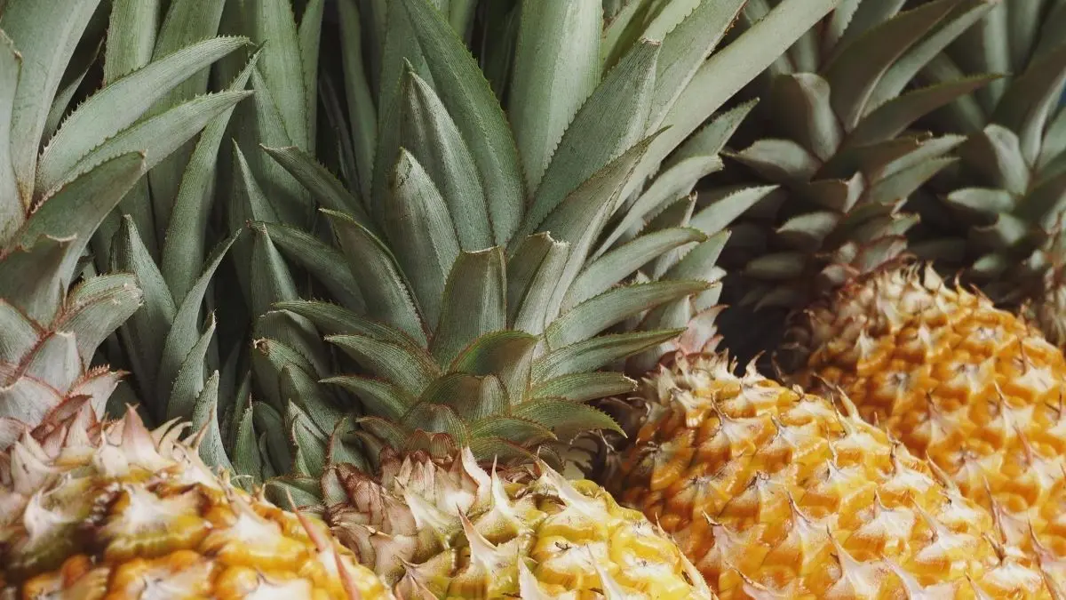 O impacto do abacaxi no estômago acende alerta