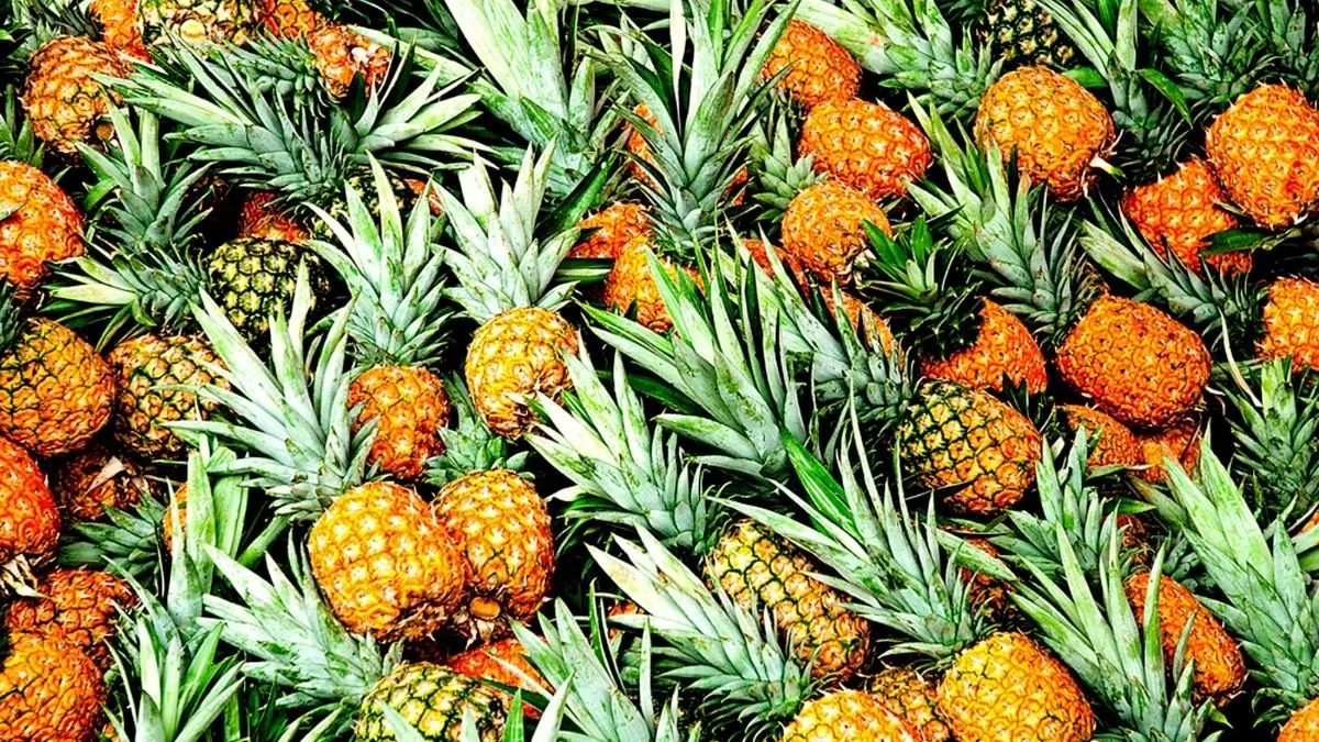 Comer abacaxi todos os dias causa isso no corpo e muita gente não imagina